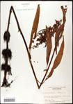 000059523-thumbnail.jpg