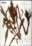 000059524-thumbnail.jpg