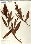 000059526-thumbnail.jpg