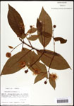 000059527-thumbnail.jpg