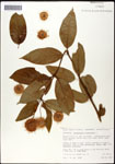 000059528-thumbnail.jpg