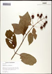 000059529-thumbnail.jpg