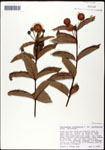 000059530-thumbnail.jpg