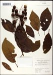 000059532-thumbnail.jpg