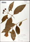 000059533-thumbnail.jpg