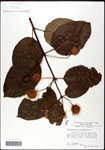 000059534-thumbnail.jpg