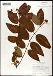 000059536-thumbnail.jpg