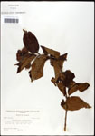000059537-thumbnail.jpg
