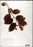 000059539-thumbnail.jpg