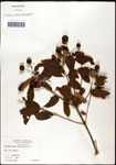 000059541-thumbnail.jpg