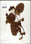 000059543-thumbnail.jpg