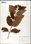 000059544-thumbnail.jpg