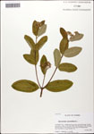 000059699-thumbnail.jpg