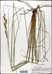 Carex