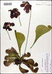 000059750-thumbnail.jpg