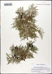 000059775-thumbnail.jpg