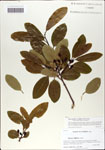 000059928-thumbnail.jpg