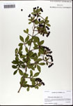 Viburnum