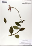 000059936-thumbnail.jpg