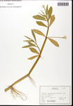 000060509-thumbnail.jpg
