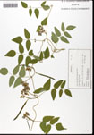 000060510-thumbnail.jpg