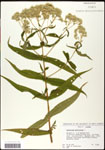 000060517-thumbnail.jpg