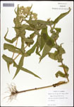 000060519-thumbnail.jpg