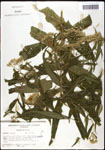 000060520-thumbnail.jpg