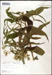 000060521-thumbnail.jpg