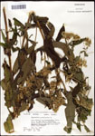 000060523-thumbnail.jpg