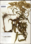 000060525-thumbnail.jpg