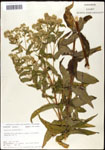 000060526-thumbnail.jpg