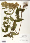 000060527-thumbnail.jpg
