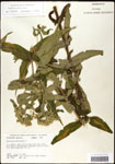 000060528-thumbnail.jpg