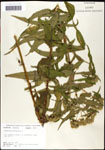 000060529-thumbnail.jpg