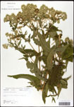 000060530-thumbnail.jpg