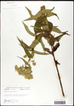 000060532-thumbnail.jpg