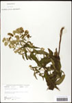 Eupatorium