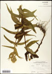 000060536-thumbnail.jpg