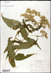 000060537-thumbnail.jpg