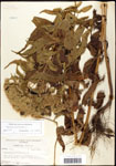 000060538-thumbnail.jpg