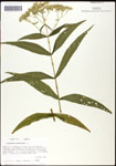 000060539-thumbnail.jpg
