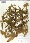 000060542-thumbnail.jpg