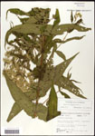 000060544-thumbnail.jpg