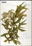 000060545-thumbnail.jpg
