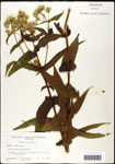 000060546-thumbnail.jpg