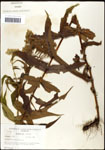 000060553-thumbnail.jpg