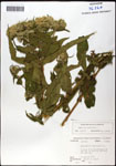 000060554-thumbnail.jpg