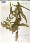 000060555-thumbnail.jpg