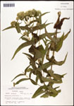 000060556-thumbnail.jpg